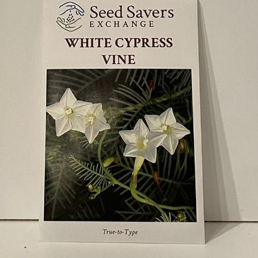 White Cypress Vine Seeds